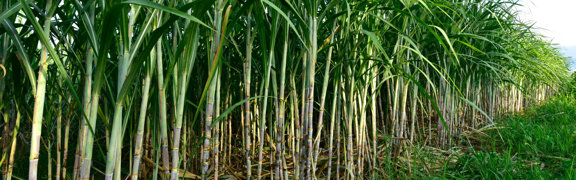 Sugarcane Plant